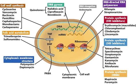 Figure 11 from Antibiotics : Classification and mechanisms of action with emphasis on molecular ...