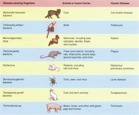 Zoonoses - body, contagious, causes, What Are Zoonoses?