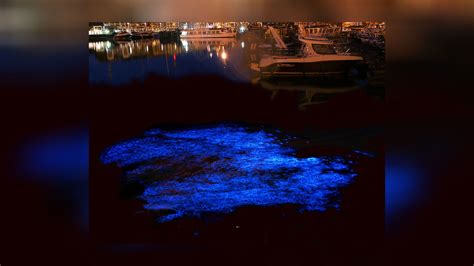 Noctiluca scintillans Sea sparkle