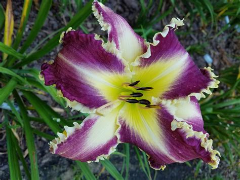 Charlottesville Daylily Club - PURPLE SEA STAR*