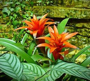 Rainforest Flowers Names And Pictures | Best Flower Site