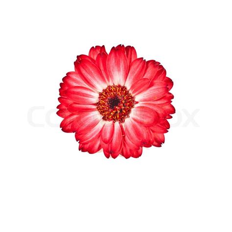 Red flower in white background | Stock image | Colourbox