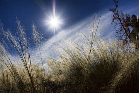 Mid Day Sun stock image. Image of light, green, morning - 42688993