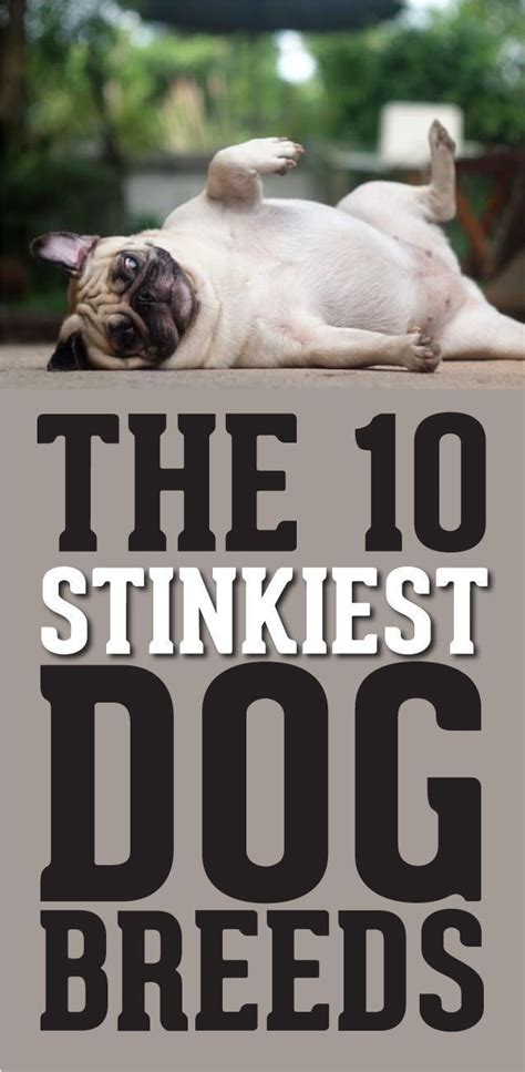 11 Stinkiest Dog Breeds | Stinky dog, Dog breeds, Dogs