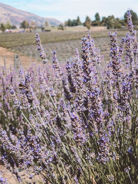 Visiting Wanaka Lavender Farm in Wanaka, New Zealand | Jana Meerman