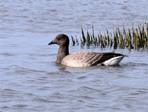 Brant Goose - Branta bernicla - yaca177446