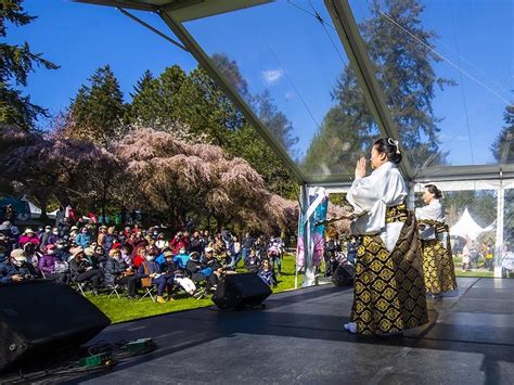 Vancouver Cherry Blossom Festival launches with Saturday's big picnic ...