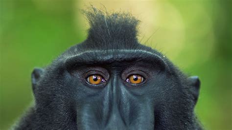 Celebes Crested Macaque – Bing Wallpaper Download