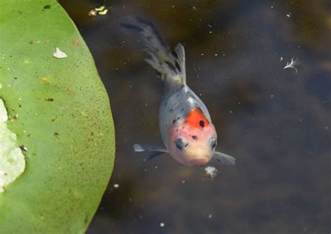 Shubunkin Goldfish Care: Tank & Pond Setup, Diet and Breeding