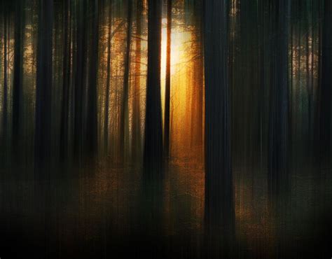 First Light in the Ethereal Forest by Trevor on 500px | Fotos