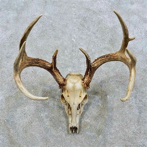 Pin by Kristen L. on Kaleidoscope Tiles | Deer skulls, Elk skull, Deer ...