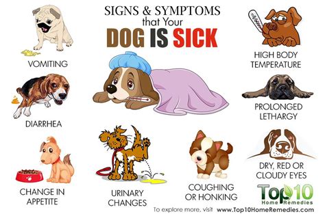 10 Signs and Symptoms that Your Dog is Sick | Top 10 Home Remedies