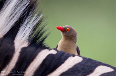 Oxpecker Facts, Information & Video Learn More about the African Wildlife