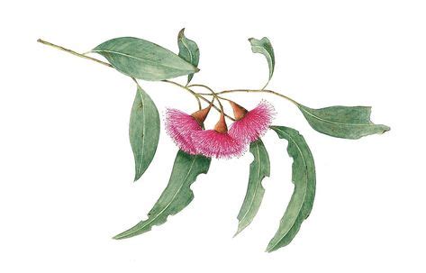 australian native flower illustration - Google Search (With images) | Australian native flowers ...