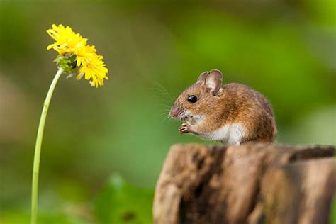 Royalty Free Field Mouse Pictures, Images and Stock Photos - iStock