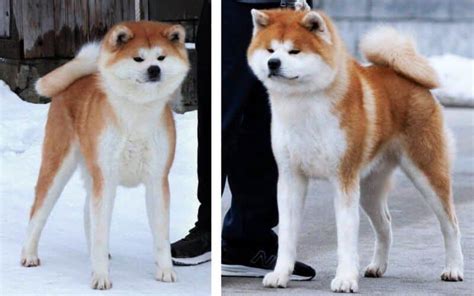 Japanese Akitainu Dog Breed Characteristics & Info - Showsight
