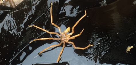 What’s Supersizing Antarctica’s Sea Spiders? | Hakai Magazine