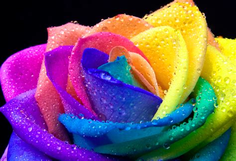 Pamela Leigh Richards » Rainbow Rose | Rainbow roses, Rainbow flowers, Colorful roses