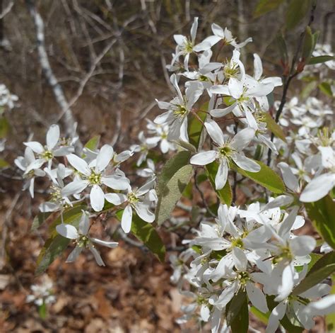 Shadbush | Cape Cod Native Plants