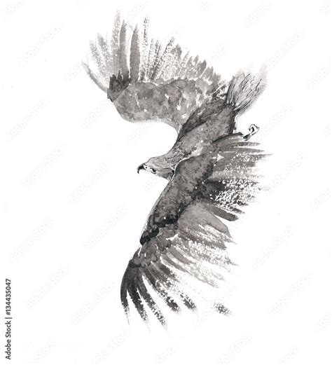 Flying Falcon drawn in ink. Stock Illustration | Adobe Stock