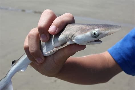 How Shark Week screws scientists - The Verge