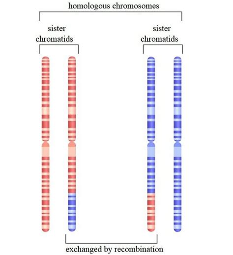 Homologous - Definition and Examples | Biology Dictionary