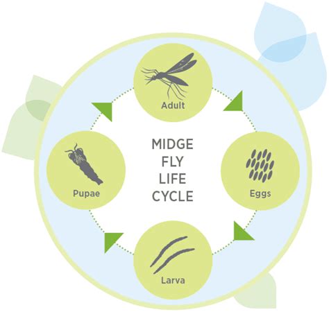 What's a Midge Fly - and How Can You Control Them? | Clarke