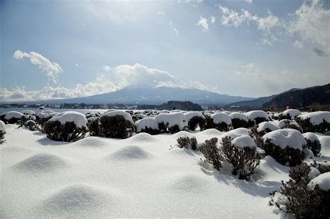 Oishi park - The best view of Mt.Fuji at Kawaguchiko, Natural living center | Kawaguchiko.net