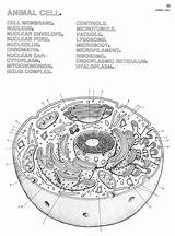 Plant Cell Coloring Guide sketch template