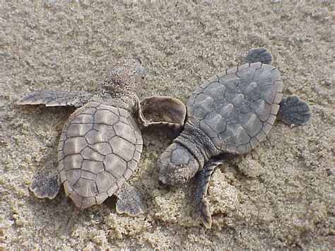 File:Loggerhead sea turtle hatchlings caretta caretta.jpg