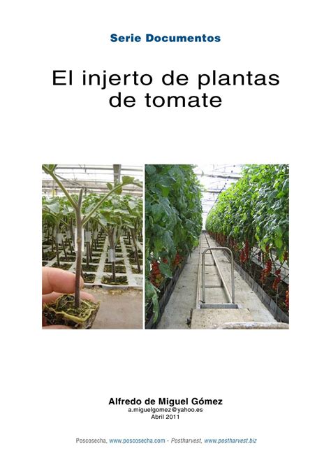 El injerto de plantas de tomate by Horticultura & Poscosecha - Issuu