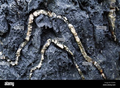 Detail of folded quartz veins in black metamorphic rock, part of the Rhinns Complex, Saligo Bay ...