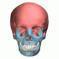 Category:Animations of human skull - Wikimedia Commons