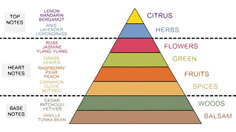 perfume notes chart - Google Search | Aromaterapi, Yağ