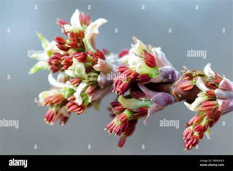 Acer negundo, Box elder, boxelder, ash-leaved and maple ash, Manitoba, elf, ashleaf maple male ...