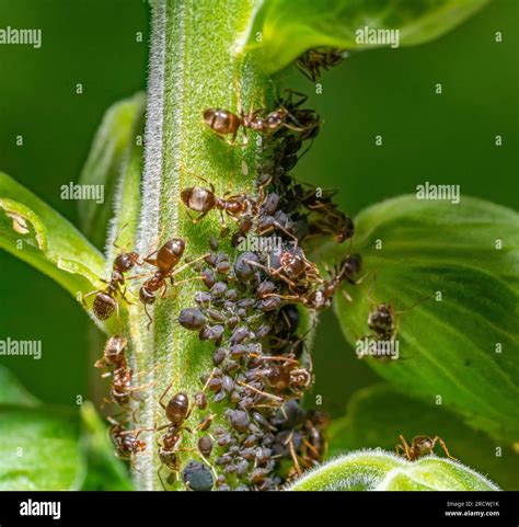 Macro shot sowing some ants protecting and collecting honey dew from ...