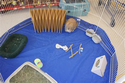 The Zen of Bun: Our Weekend at Petco