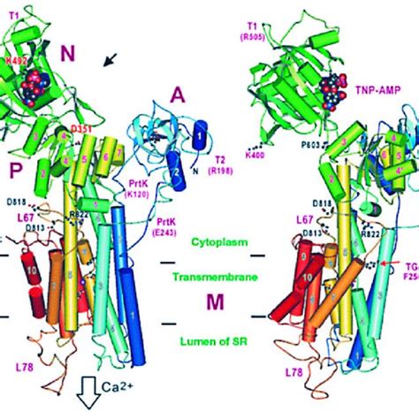 (PDF) Structure of Ca2+-ATPase in sarcoplasmic reticulum