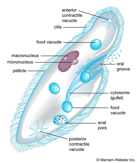 Examples Of Protists For Kids