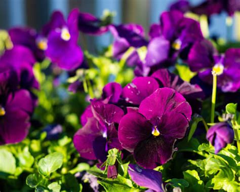 Purple Pansy Flower Spiritual Meanings - Greenplantpro