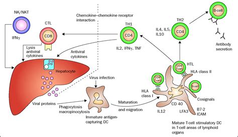 Immunology of hepatitis B infection - The Lancet Infectious Diseases