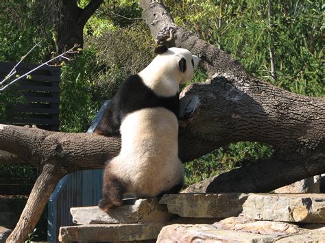 Giant Panda, Adelaide Zoo, South Australia - Trevor's Travels