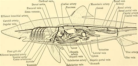 File:Animal biology (1938) (18193216582).jpg - Wikimedia Commons