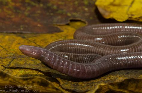 Gymnopis multiplicata (Gymnophiona- caecilian) | Gymnopis mu… | Flickr