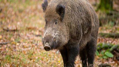 Three farmers injured in wild boar attack