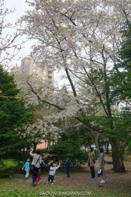 Sapporo Sakura (Cherry Blossom Season in Sapporo)