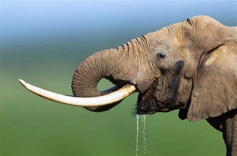 Elephant drinking water Pictures, Elephant drinking water Stock Photos ...