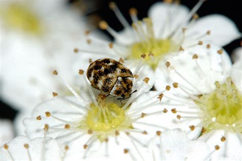 Dermestid Beetles, Family Dermestidae