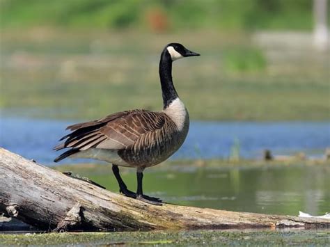 Canada Goose Migration: A Complete Guide | Birdfact