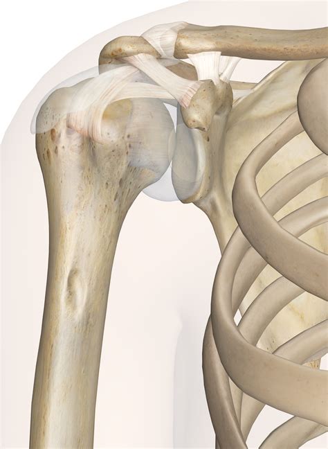 Shoulder Joint - Anatomy Pictures and Information